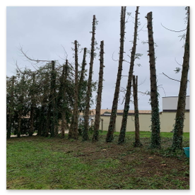 Élagage Abattage Angoulême Charente Cognac Barbezieux